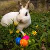 Ostern im Tiergarten