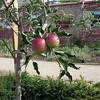 Streuobstwiese in den Halberstädter Bergen