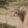 neuer Luchs