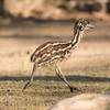 tiergarten_spendenlauf_emu_küken