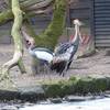 Neujahrsspaziergang durch den Halberstädter Tiergarten