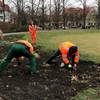 Mitarbeiter des Stadt- und Landschaftspflegebetriebes stecken Blumenzwiebeln auf dem K.-Kollwitz-Platz.