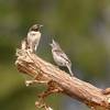 Die Vogelwelt der Kanarischen Inseln