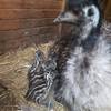 Fünf Emu-Babys im Tiergarten geschlüpft