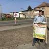 Bienenfreundliche Beetfläche an der Gröperstraße