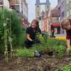 250 Jungpflanzen für Kräuterbeete auf dem Breiten Weg