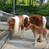 Hengstfohlen im Tiergarten Halberstadt