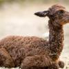 Alpaka Nachwuchs im Tiergarten Halberstadt