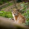 Luchs im Tiergarten