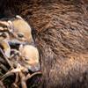 Süßer Nachwuchs im Halberstädter Tiergarten