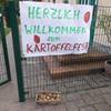 Kartoffelfest in der Acker-Kita „Spatzennest in Aspenstedt“