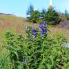 Pflanzen im Nationalpark Harz