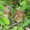 Bienenfresser, Haubenlerche, Kolkrabe & Co. – Interessantes zur Vogelwelt in Halberstadt