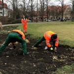 Mitarbeiter des Stadt- und Landschaftspflegebetriebes stecken Blumenzwiebeln auf dem K.-Kollwitz-Platz. [(c): Stadt Halberstadt/Abteilung Stadtgrün]