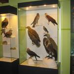 Eröffnung der Ausstellungsscheune - Rotmilanausstellung / So kennt man eine Vogelausstellung - aber diese ist ANDERS!!!!  .   Foto: Jeannette Schroeder