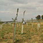 Neue Streuobstwiese in den Klusbergen  ein der Auflagen, die der Solarfeldbetreiber Juwi Solar zu erfüllen hatte. Foto. Siegrun Ruprecht