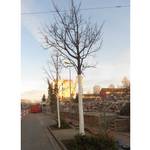 Bäume in der Kühlinger Straße mit Weißanstrich versehen