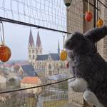 01_Osterhase_genießt_Domblick.jpg