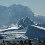 Eselspinguine vor Eisbergen