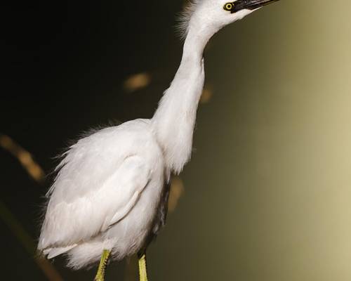 white-bird-yellow-metal-stand.jpg